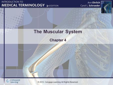 The Muscular System Chapter 4.