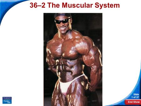 End Show Slide 1 of 37 Copyright Pearson Prentice Hall 36–2 The Muscular System.