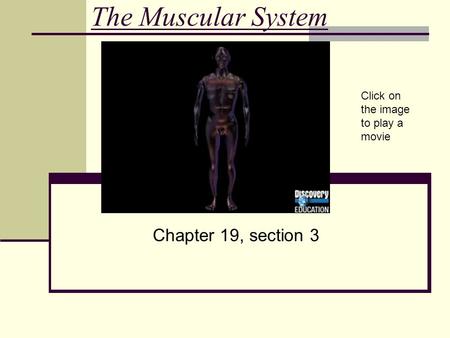 The Muscular System Chapter 19, section 3 Click on the image to play a movie.