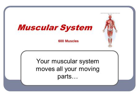 Muscular System Your muscular system moves all your moving parts… 600 Muscles.