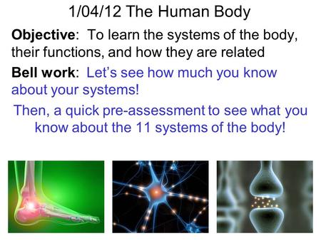 1/04/12 The Human Body Objective: To learn the systems of the body, their functions, and how they are related Bell work: Let’s see how much you know.