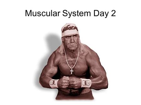 Muscular System Day 2. Muscle Development Hypertrophy – The growth and increase of the size of muscle cells Example? Bodybuilding.