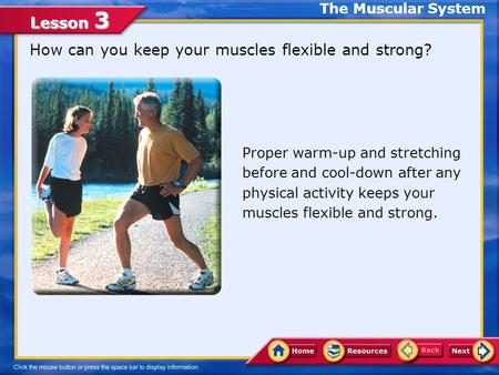 Lesson 3 How can you keep your muscles flexible and strong? The Muscular System Proper warm-up and stretching before and cool-down after any physical.
