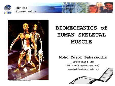 BIOMECHANICS of HUMAN SKELETAL MUSCLE