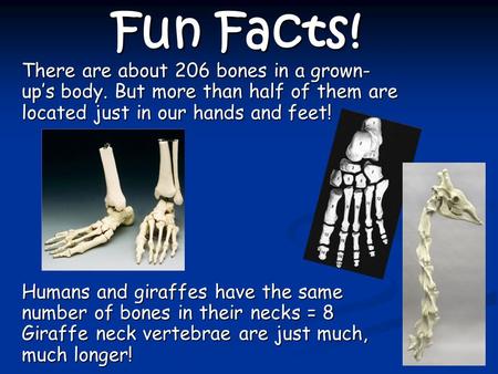 Fun Facts! There are about 206 bones in a grown-up’s body. But more than half of them are located just in our hands and feet! Humans and giraffes have.