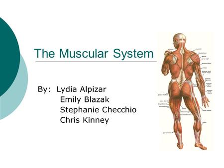 The Muscular System By: Lydia Alpizar Emily Blazak Stephanie Checchio Chris Kinney.