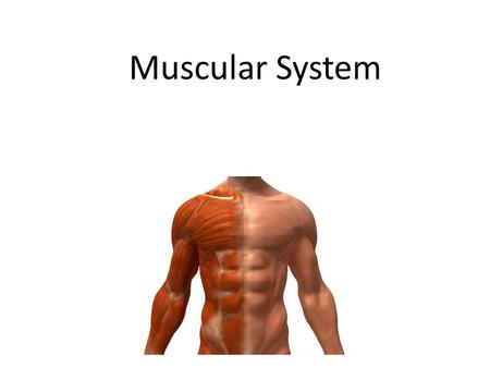 Muscular System. Lesson Objectives In today’s lesson you will: Can I re-cap last lessons keywords? Can I understand the short and long-term effects of.