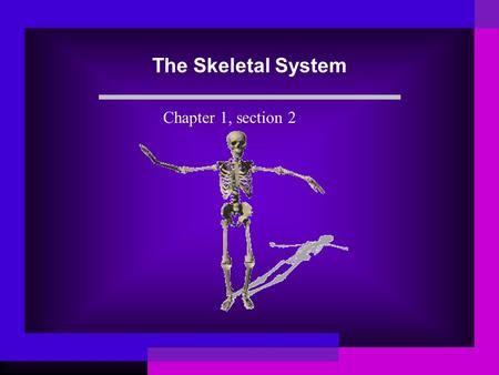 The Skeletal System Chapter 1, section 2. Bones The average adult has 206 bones. Give support Protect Move with muscles Store minerals and make blood.