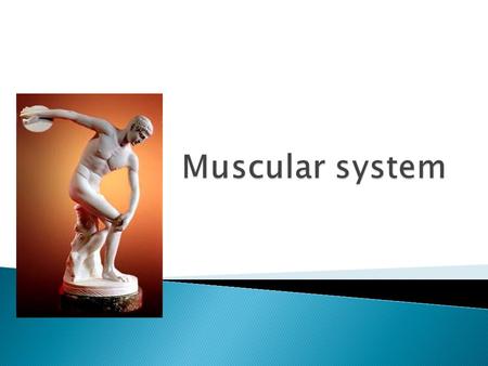 The function of the muscular system is to create movement, protect organs, aid digestion, and ensure blood flow.