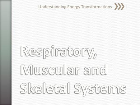 Understanding Energy Transformations 1. » What are groups of similar cells called? » What are the 4 basic types of tissue in animals? » Tissues 1.Epithelial.