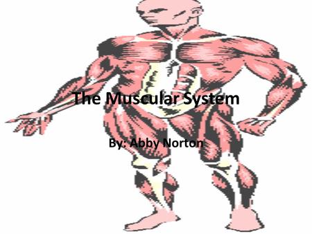 The Muscular System By: Abby Norton. Muscular System The human body contains anywhere from 640 to 850 individual muscles. There is no exact number of.