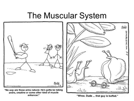 The Muscular System. General Muscle Functions the body and its parts to move or to move thingsMuscular tissue enables the body and its parts to move.