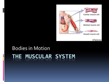 Bodies in Motion. Functions of the Muscular System  Motion  Posture (tone)  Respiration  Production of body heat  Communication by expressions and.