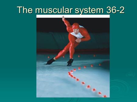 The muscular system 36-2. Muscles  Makes up 40% of the mass of an average person.  Power every movement of the body, from the blink of an eye to regulating.