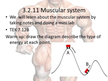 3.2.11 Muscular system We will learn about the muscular system by taking notes and doing a mini lab TEK 7.12B Warm up: draw the diagram describe the type.