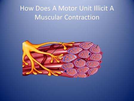 How Does A Motor Unit Illicit A Muscular Contraction.