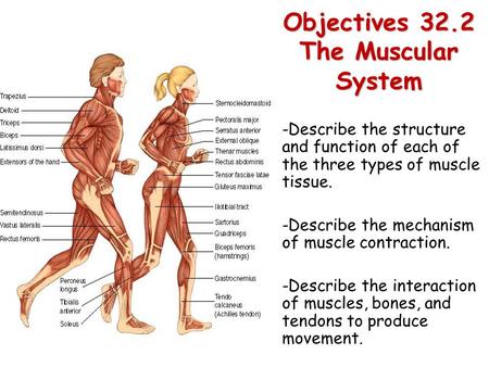 Objectives 32.2 The Muscular System