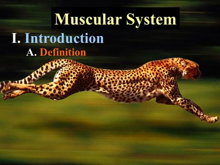 Muscular System I. Introduction A. Definition. 1. Muscle cells called fibers 2. Properties  Contraction, Conduction, Extensible, & Elasticity 3. Types.