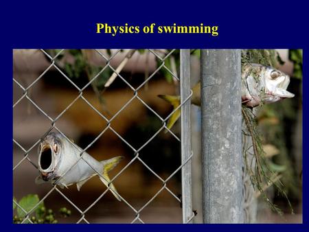 Physics of swimming.
