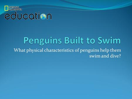 What physical characteristics of penguins help them swim and dive?