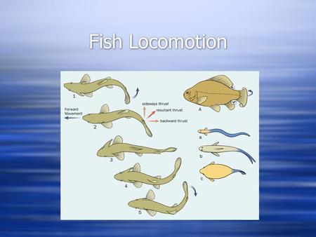 Fish Locomotion.