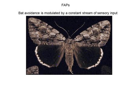 FAPs Bat avoidance is modulated by a constant stream of sensory input.