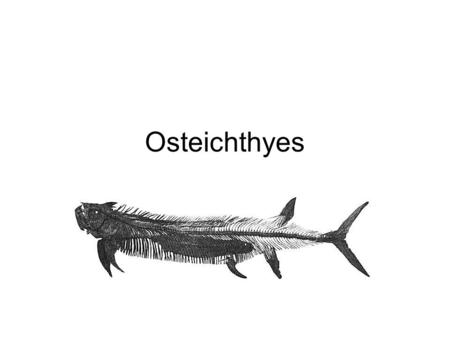 Osteichthyes. Means fish with bony skeletons There are over 20,000 species of bony fish.