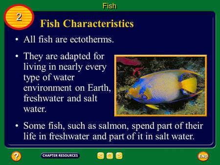 Fish Characteristics 2 All fish are ectotherms.
