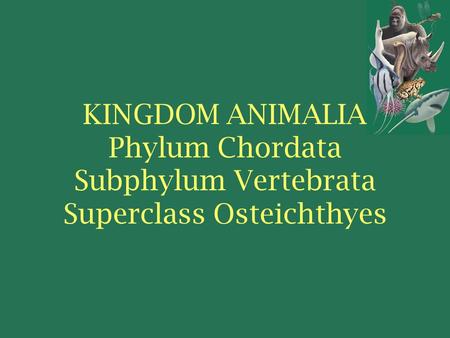 Vertebrate Classes. KINGDOM ANIMALIA Phylum Chordata Subphylum Vertebrata Superclass Osteichthyes.