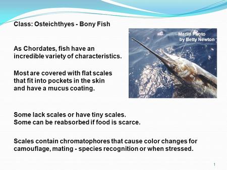 1 Class: Osteichthyes - Bony Fish As Chordates, fish have an incredible variety of characteristics. Most are covered with flat scales that fit into pockets.