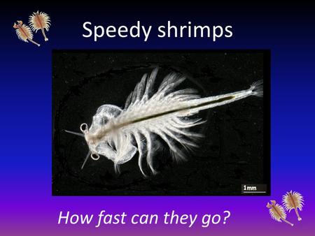Speedy shrimps How fast can they go?. Speedy shrimps How fast can they go? Are bigger ones faster? Are males faster than females? Do mating pairs swim.