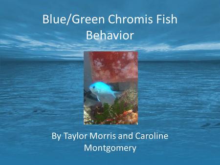 Blue/Green Chromis Fish Behavior By Taylor Morris and Caroline Montgomery.