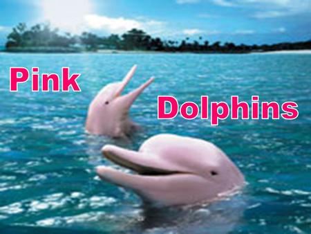 What do Pink Dolphins Eat? Pink dolphins eat crabs, catfish, and small river fish. As some of these species live at the bottom of the river, pink dolphins.