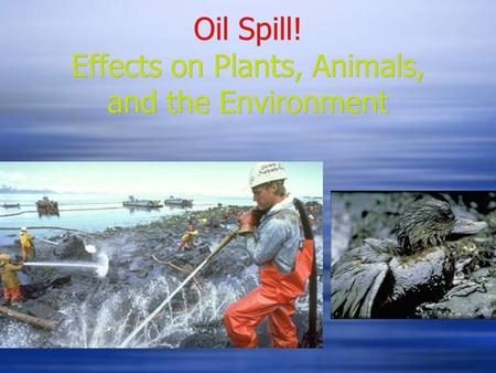 Oil Spill! Effects on Plants, Animals, and the Environment.