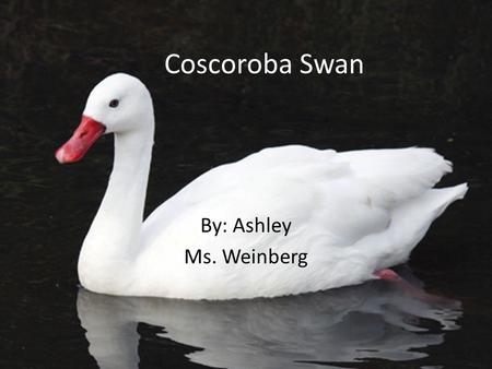 Coscoroba Swan By: Ashley Ms. Weinberg. Coscoroba Swan.