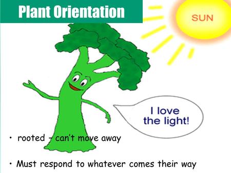 Rooted – can’t move away Must respond to whatever comes their way Plant Orientation.
