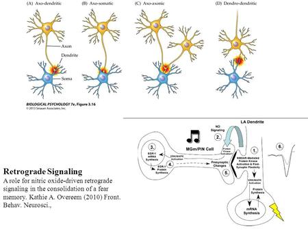 Figure 3.16 Different Types of Synaptic Connections
