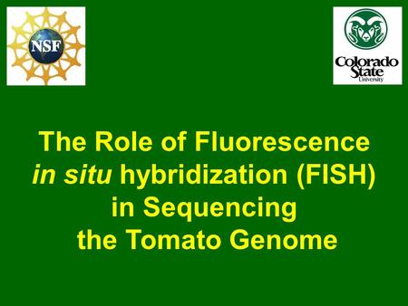 The Role of Fluorescence in situ hybridization (FISH) in Sequencing the Tomato Genome.