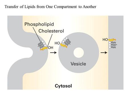 Transfer of Lipids from One Compartment to Another.