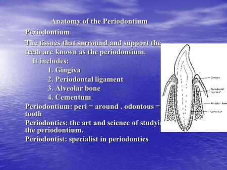 Anatomy of the Periodontium