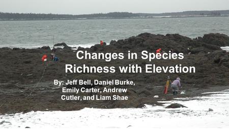 Changes in Species Richness with Elevation By: Jeff Bell, Daniel Burke, Emily Carter, Andrew Cutler, and Liam Shae.