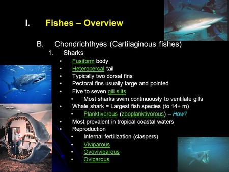 I. I.Fishes – Overview B. B.Chondrichthyes (Cartilaginous fishes) 1. 1.Sharks Fusiform body Heterocercal tail Typically two dorsal fins Pectoral fins usually.