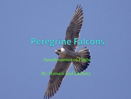 Aerodynamics of Flight By: Himani and Zachery. Peregrine falcons are the fastest birds. They fly 100 mph while flying level. They can dive up to 200 mph.