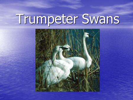 Trumpeter Swans. Trumpeter Swan Information: The Trumpeter Swan is the largest waterfowl species native to North America. The Trumpeter Swan is the largest.