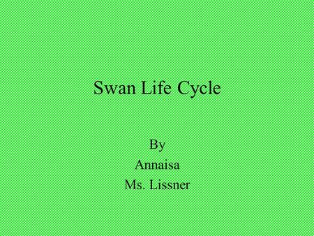 Swan Life Cycle By Annaisa Ms. Lissner.