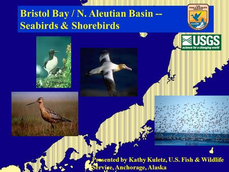 Bristol Bay / N. Aleutian Basin -- Seabirds & Shorebirds Presented by Kathy Kuletz, U.S. Fish & Wildlife Service, Anchorage, Alaska.