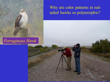 Why are color patterns in red- tailed hawks so polymorphic? Ferruginous Hawk.