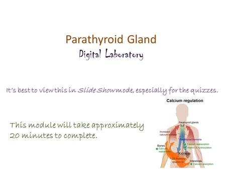 Parathyroid Gland Digital Laboratory It’s best to view this in Slide Show mode, especially for the quizzes. This module will take approximately 20 minutes.