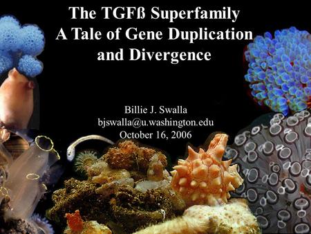 The TGFß Superfamily A Tale of Gene Duplication and Divergence Billie J. Swalla October 16, 2006.