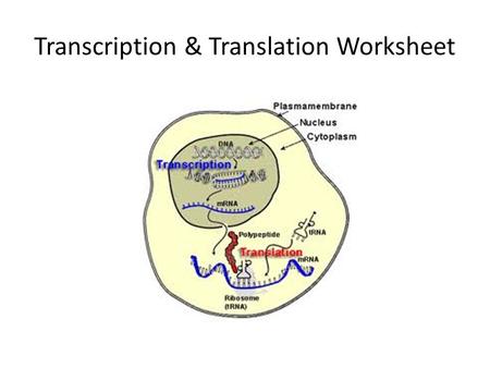 Transcription & Translation Worksheet